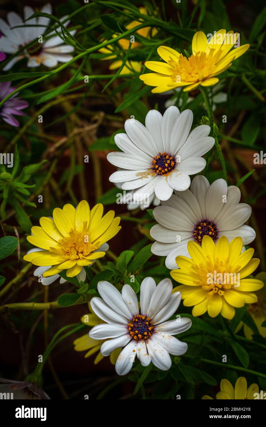 colorful ornamental flowering plant with Dimorphotheca ecklonis or Osteospermum fruticosum flowers Stock Photo