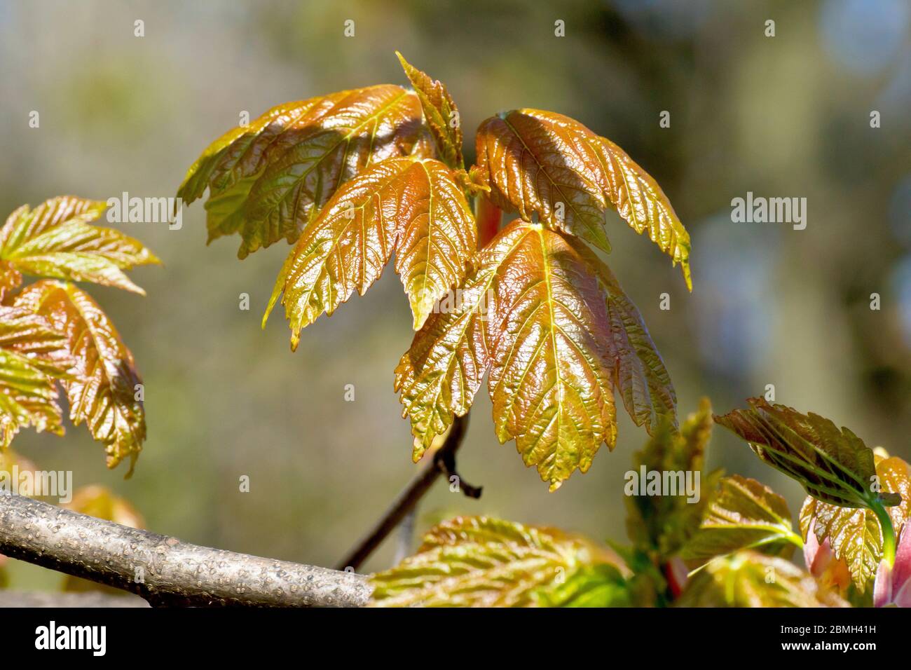 Sycamore (acer pseudoplatanus), close up of the leaves as they begin to appear on the trees in spring. Stock Photo