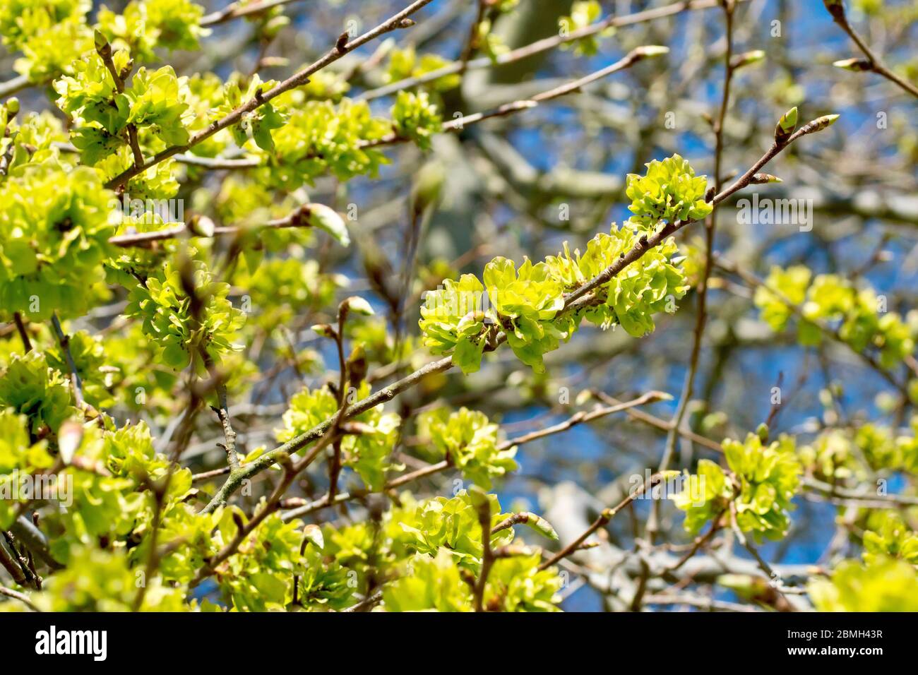 Wych Elm (ulmus glabra), the branches of a tree covered in fresh green seed pods in the spring sunshine. Stock Photo