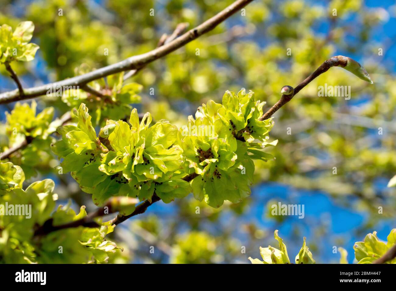 Wych Elm (ulmus glabra), close up of a branch covered in seed pods in the spring sunshine. Stock Photo