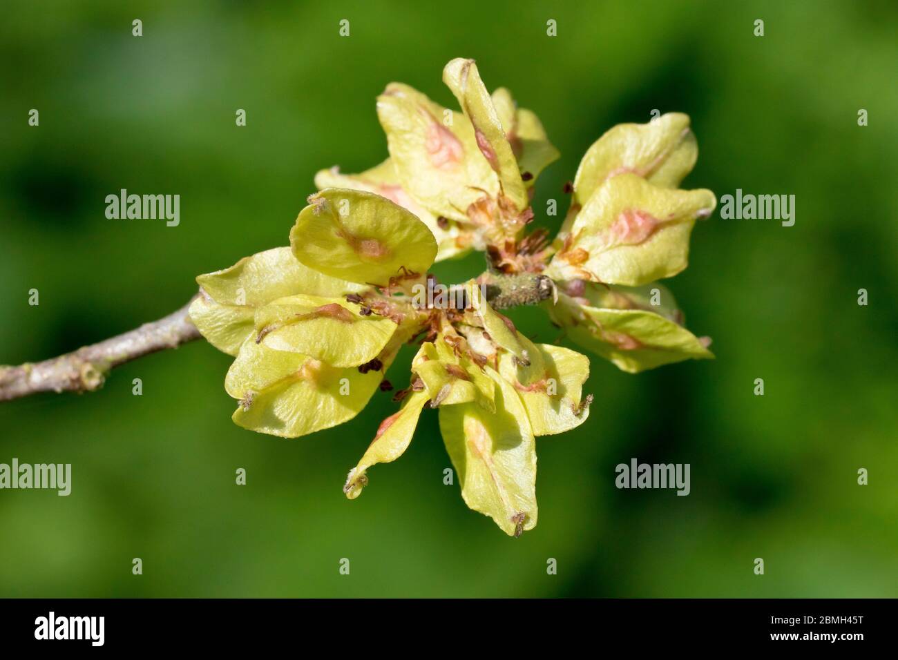 Wych Elm (ulmus glabra), close up of the oval shaped seeds or fruits produced in late spring, isolated against a plain out of focus background. Stock Photo
