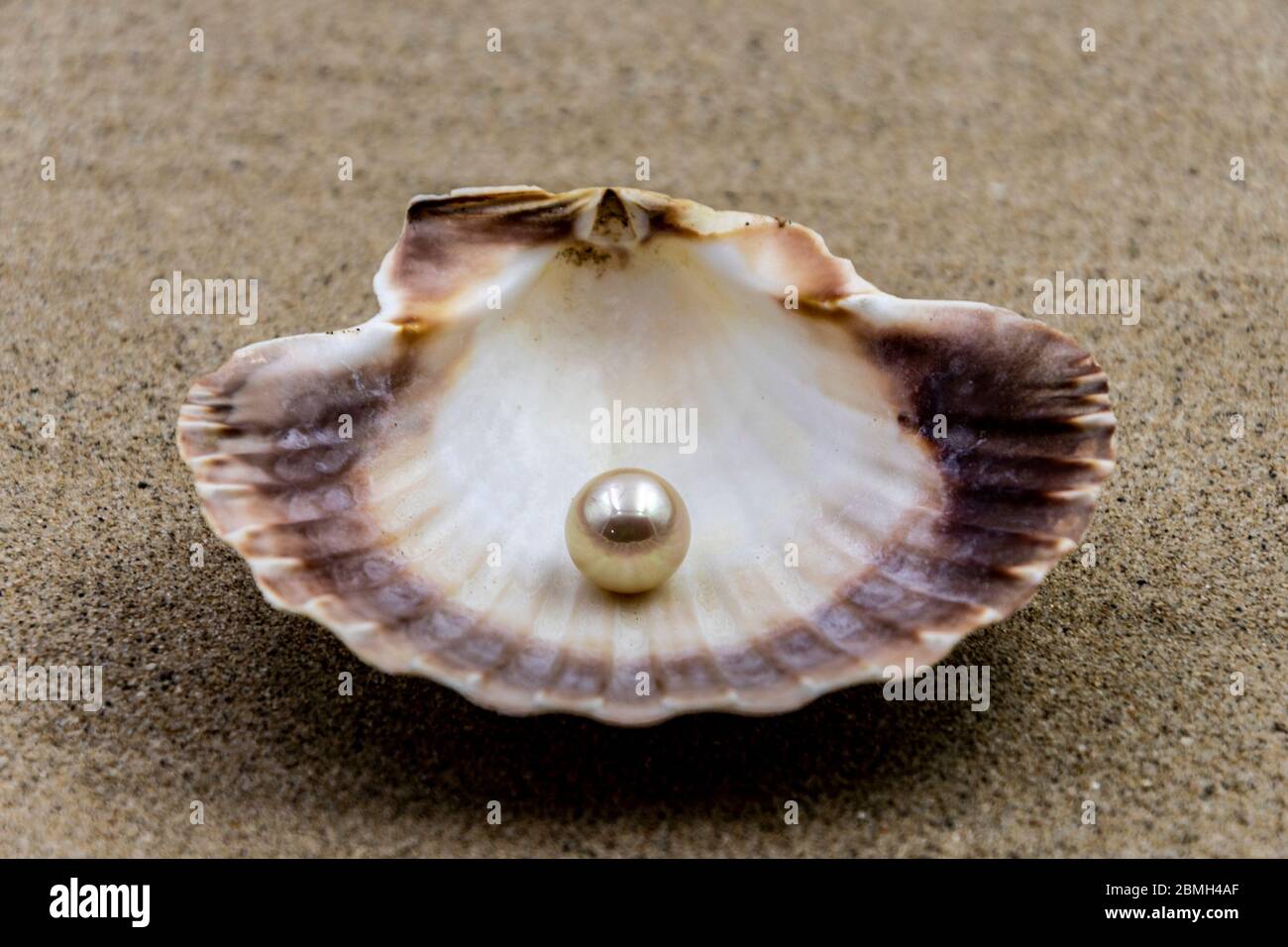 Open oyster with pearl hires stock photography and images Alamy