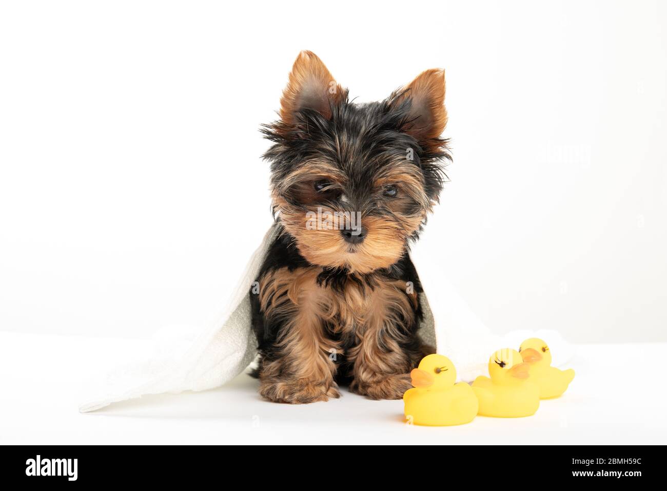 Bathing a little puppy. Yorkshire Terrier puppy in a towel with a rubber duck. Yorkshire Terrier Stock Photo