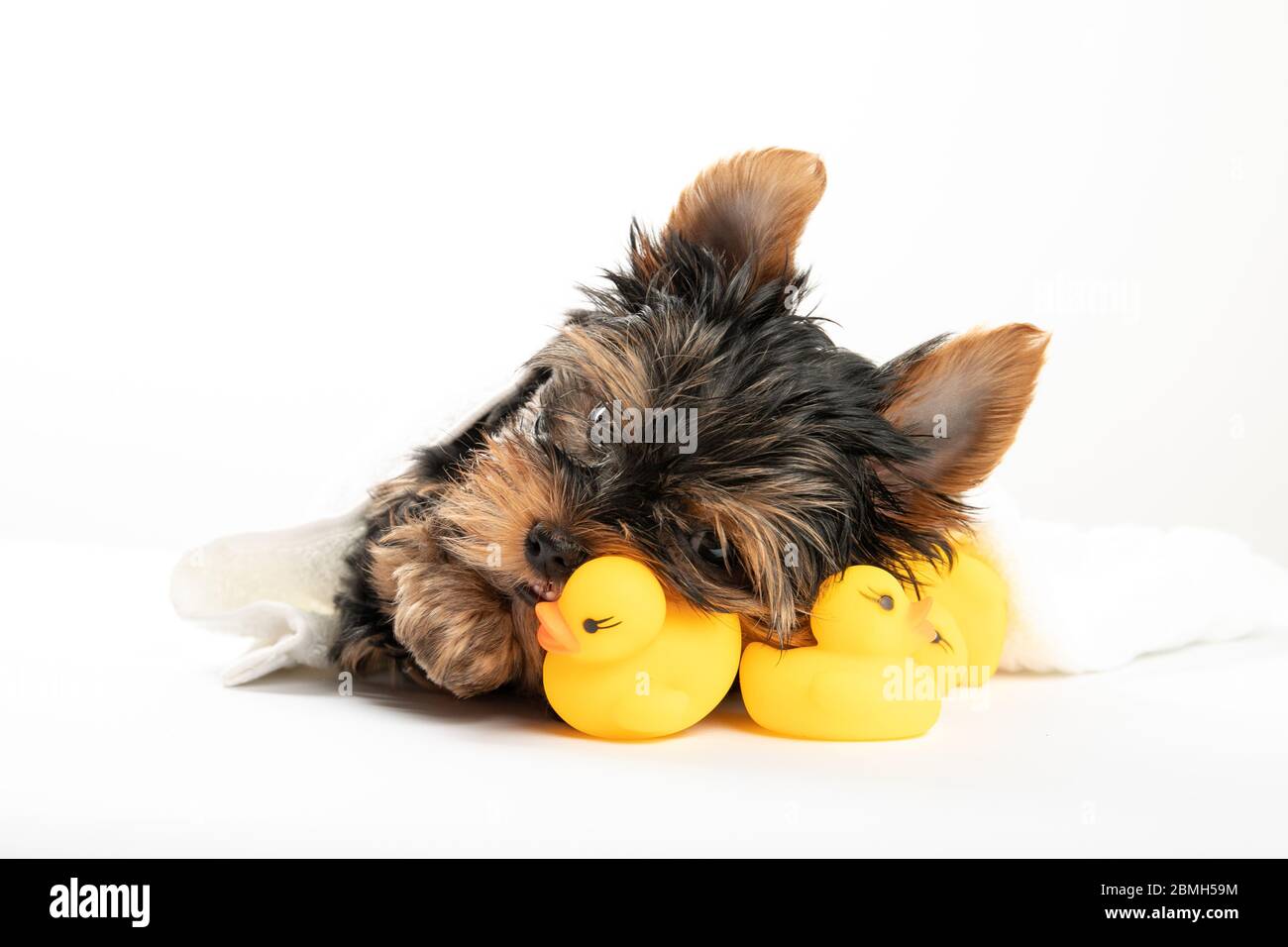 Bathing a little puppy. Yorkshire Terrier puppy in a towel with a rubber duck. Yorkshire Terrier Stock Photo