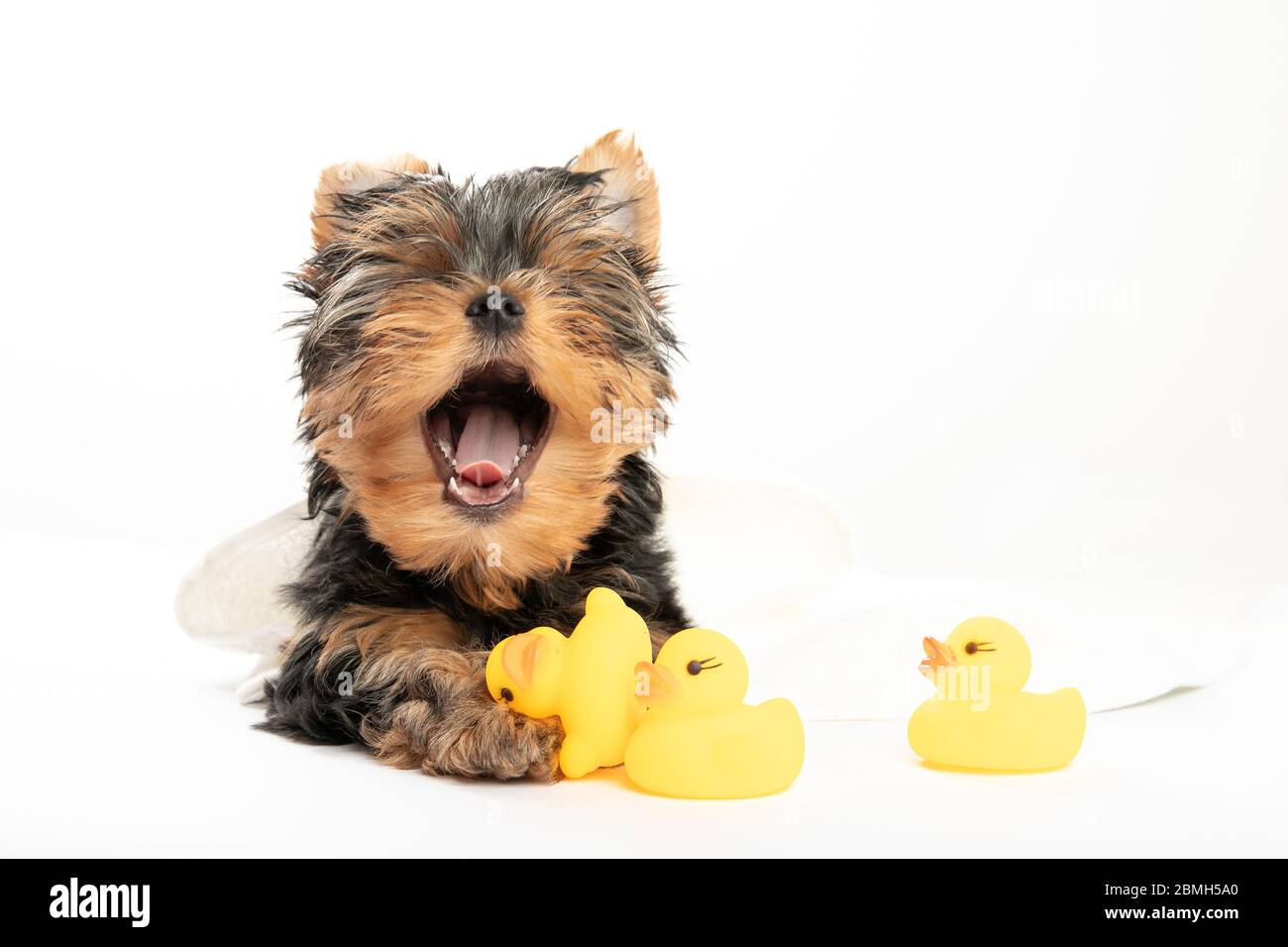 Bathing a little puppy. Yorkshire Terrier puppy in a towel with a rubber duck. Cute puppy yawns. Sleep. Relax Stock Photo