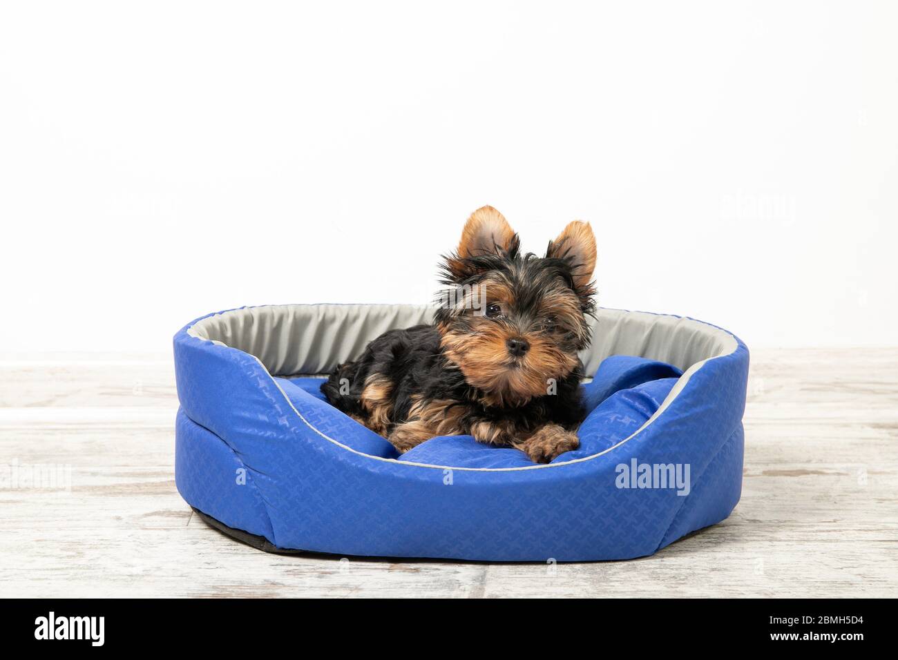 Yorkshire Terrier puppy sleeping in a room on a dog bed. Animals. Place for text Stock Photo