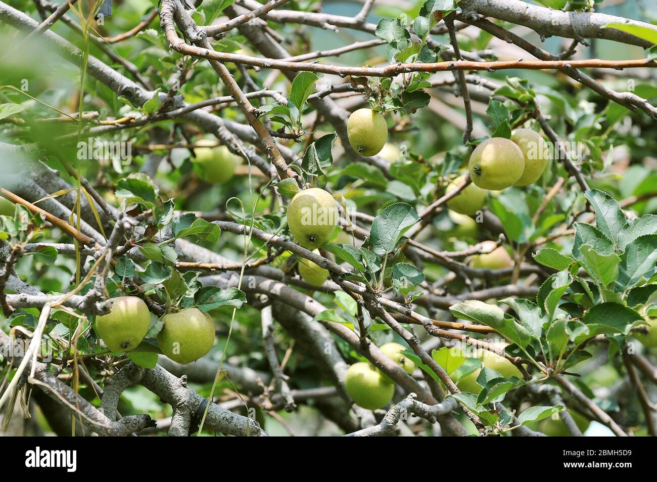 Green java apple hi-res stock photography and images - Alamy