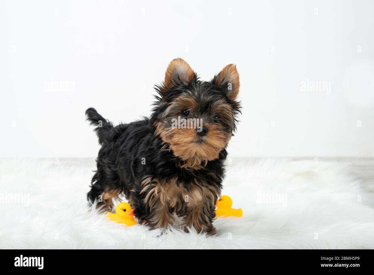 Little puppy stands in a room with a beautiful interior Stock Photo