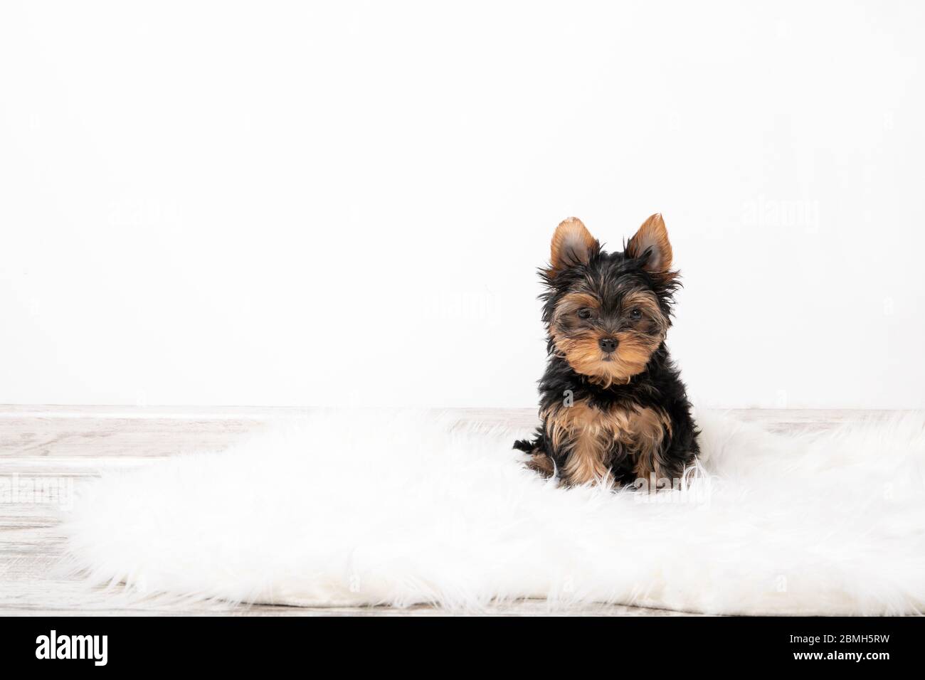 Yorkshire Terrier puppy in the room on the carpet. Place for text Stock Photo