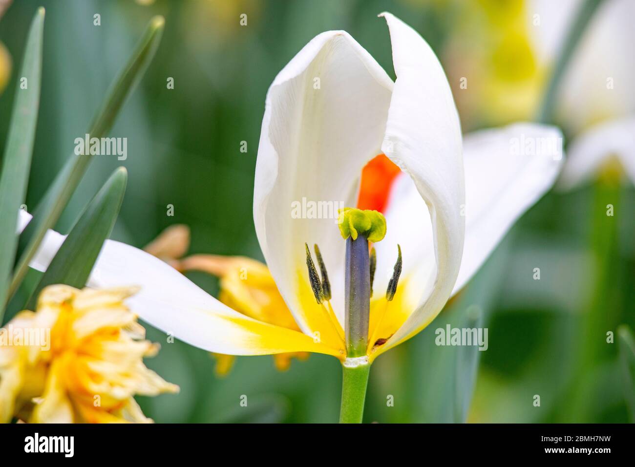 Tulips in a botanical garden and park Stock Photo