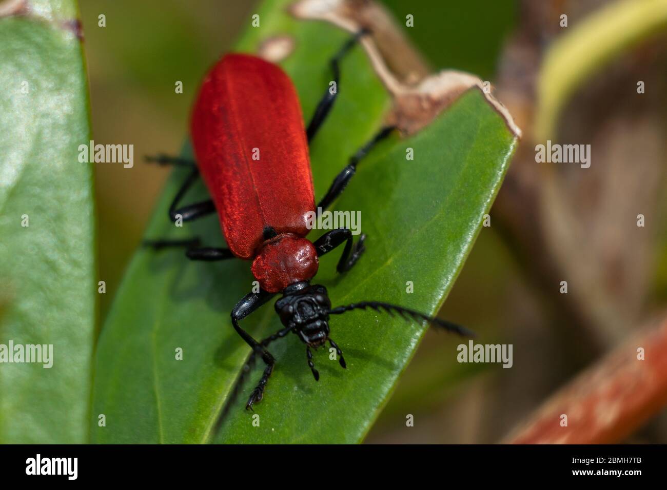 Insect, scarlet fire beetle on a green leaf Stock Photo