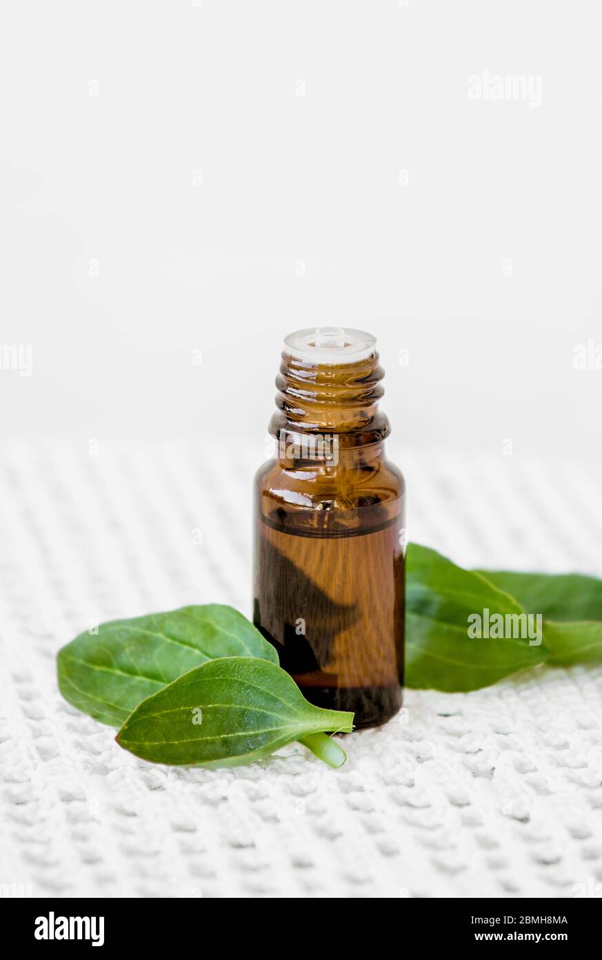 Plantago major, broadleaf plantain, white man's foot, or greater plantain tincture in dropper bottle with fresh plant leaves. Stock Photo