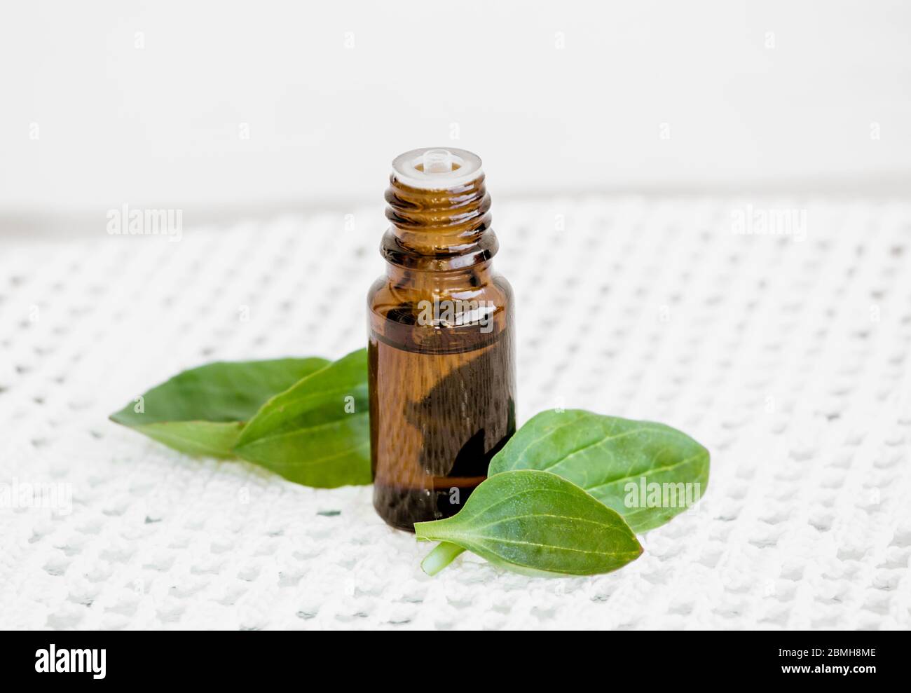 Plantago major, broadleaf plantain, white man's foot, or greater plantain tincture in dropper bottle with fresh plant leaves. Stock Photo