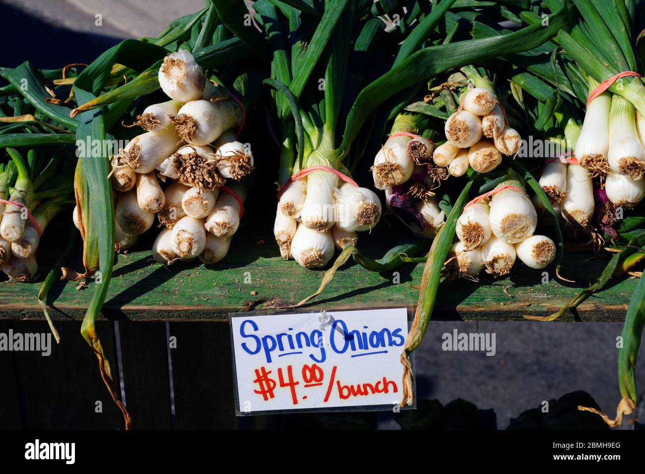 Bunches of fresh green and white spring onions at a farmers market ...