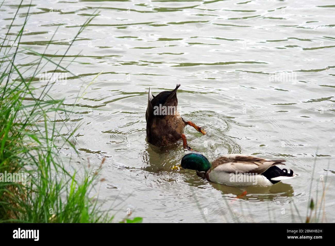 Pair of wild ducks looking for food underwater on the lake Passer Fritz, Merano, Italy. Stock Photo