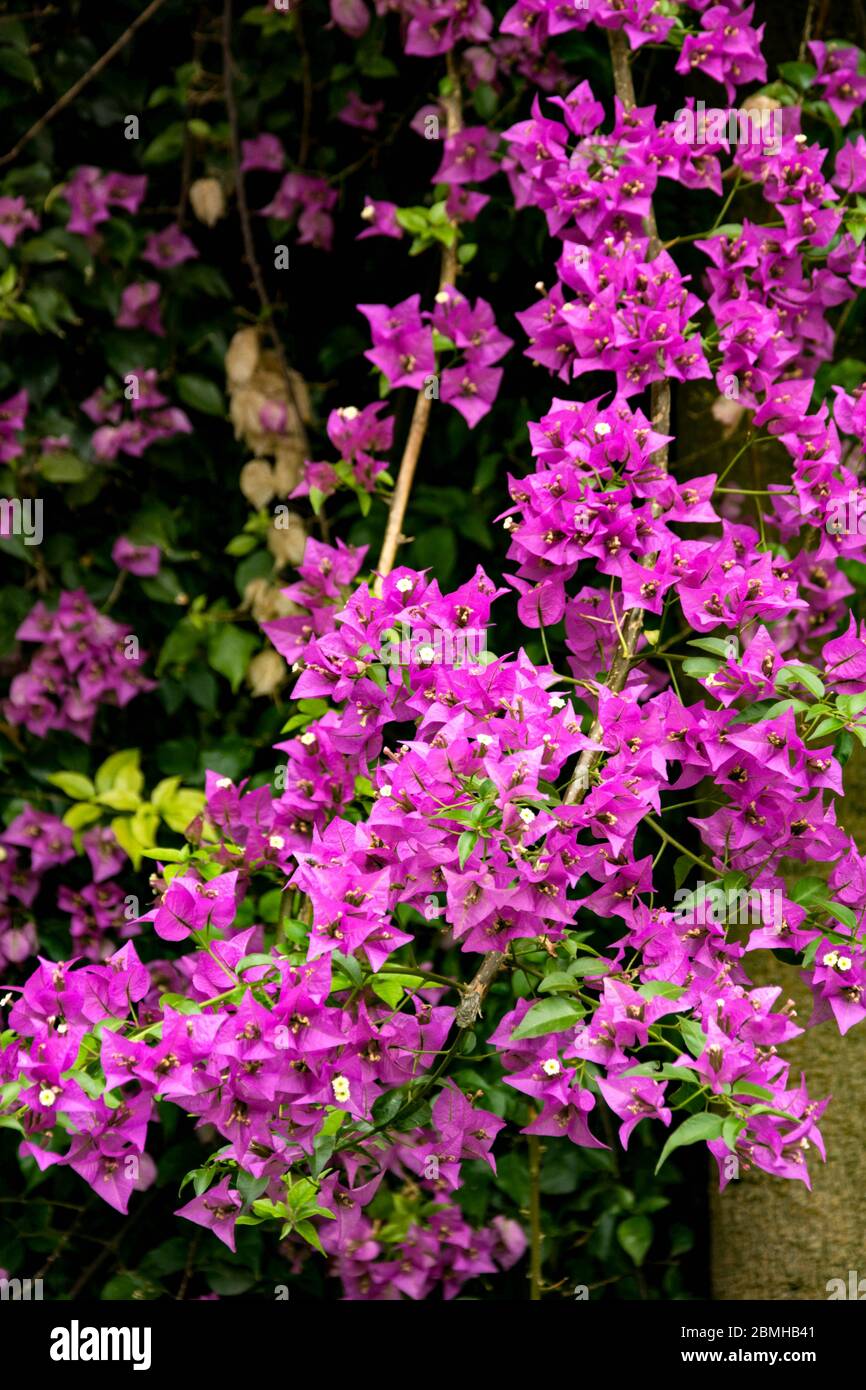 Close-up backdrop of beautiful bright fuchsia bougainvillea shrub growing outside on a sunny day in Madrid Stock Photo