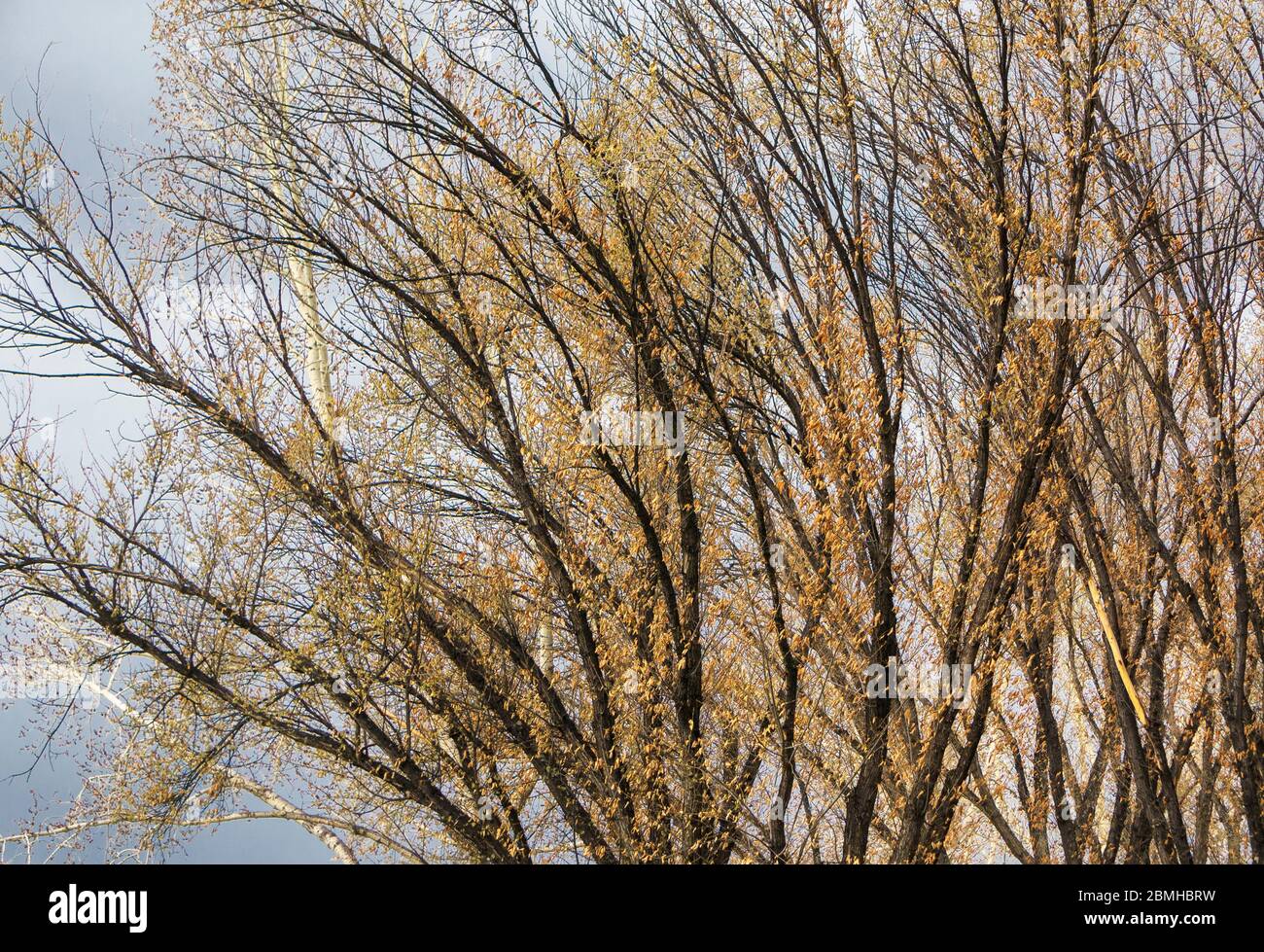 Birch trees alberta canada hires stock photography and images Alamy