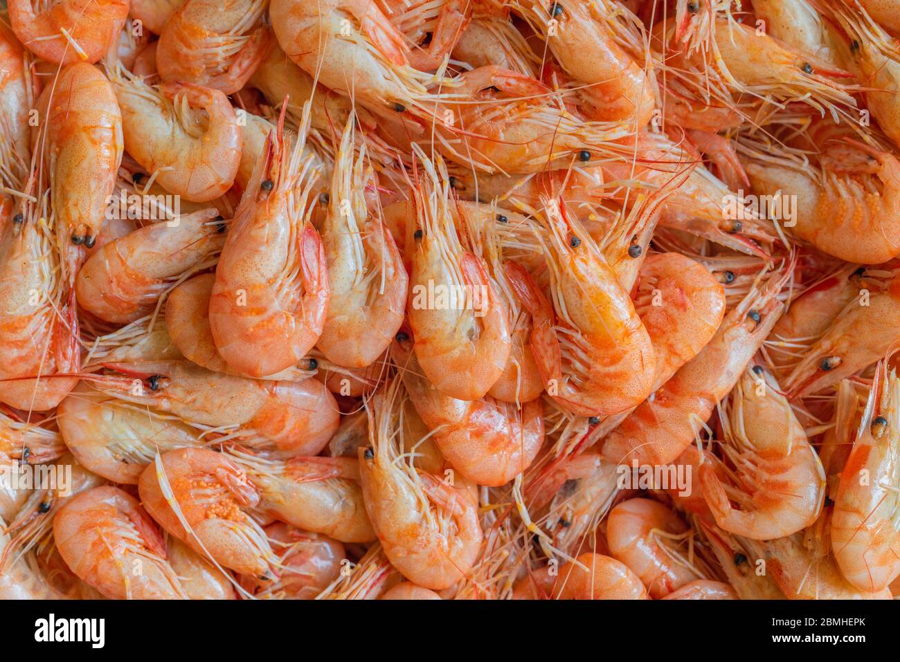 Krill group detail hires stock photography and images Alamy