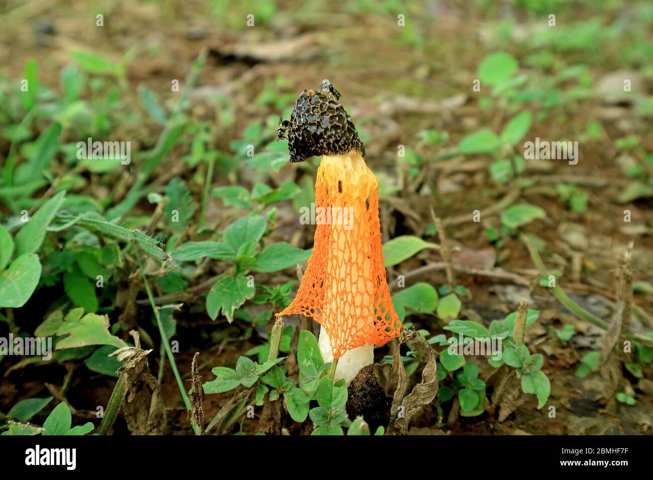 Bright Orange Color Wild Bamboo Fungus or Long Net Stinkhorn Mushroom with Two Little Bees Stock Photo