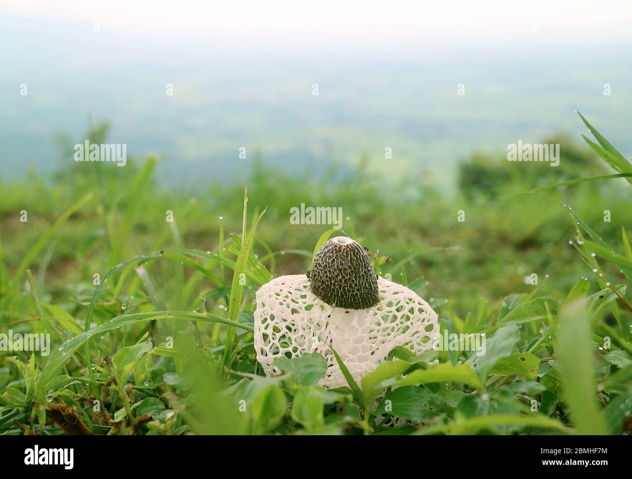 White Long Net Stinkhorn Mushroom or Bamboo Fungus on the Green Grass Field with Morning Dew Stock Photo