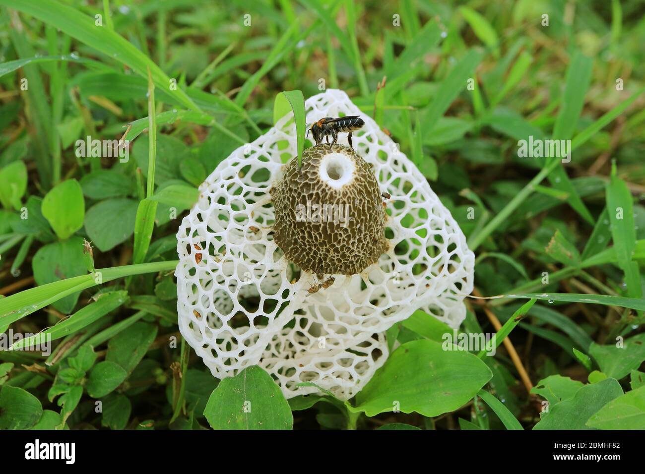 Bee and Many of Tiny Insects on a White Bamboo Fungus or Long Net Stinkhorn Mushroom in the Forest Stock Photo