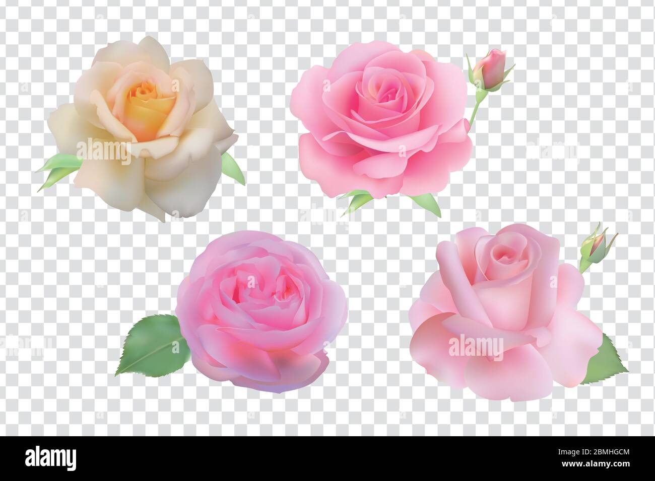 Realistic rose set on transparent background Stock Vector Image & Art ...