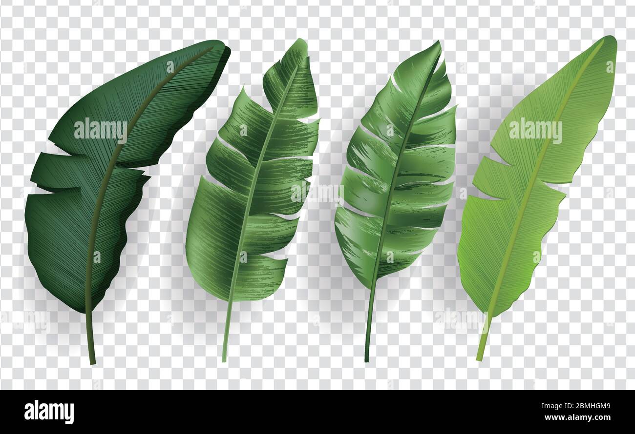 Tropical leaves set isolated on transparent background Stock Vector