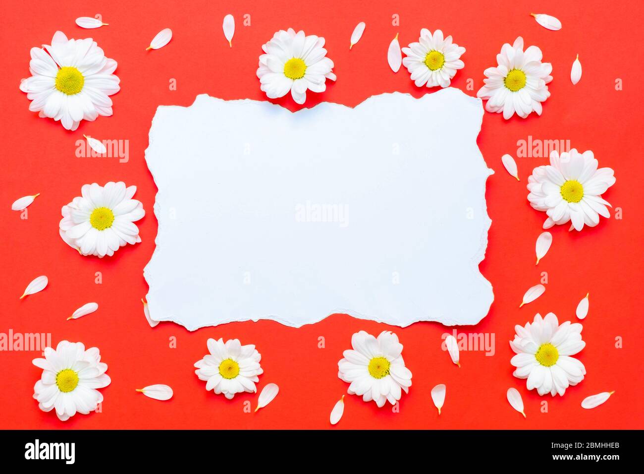 Flower composition with white chrysanthemum flowers and white empty paper list on red background. Image with copy space, top view, flat lay, mockup Stock Photo