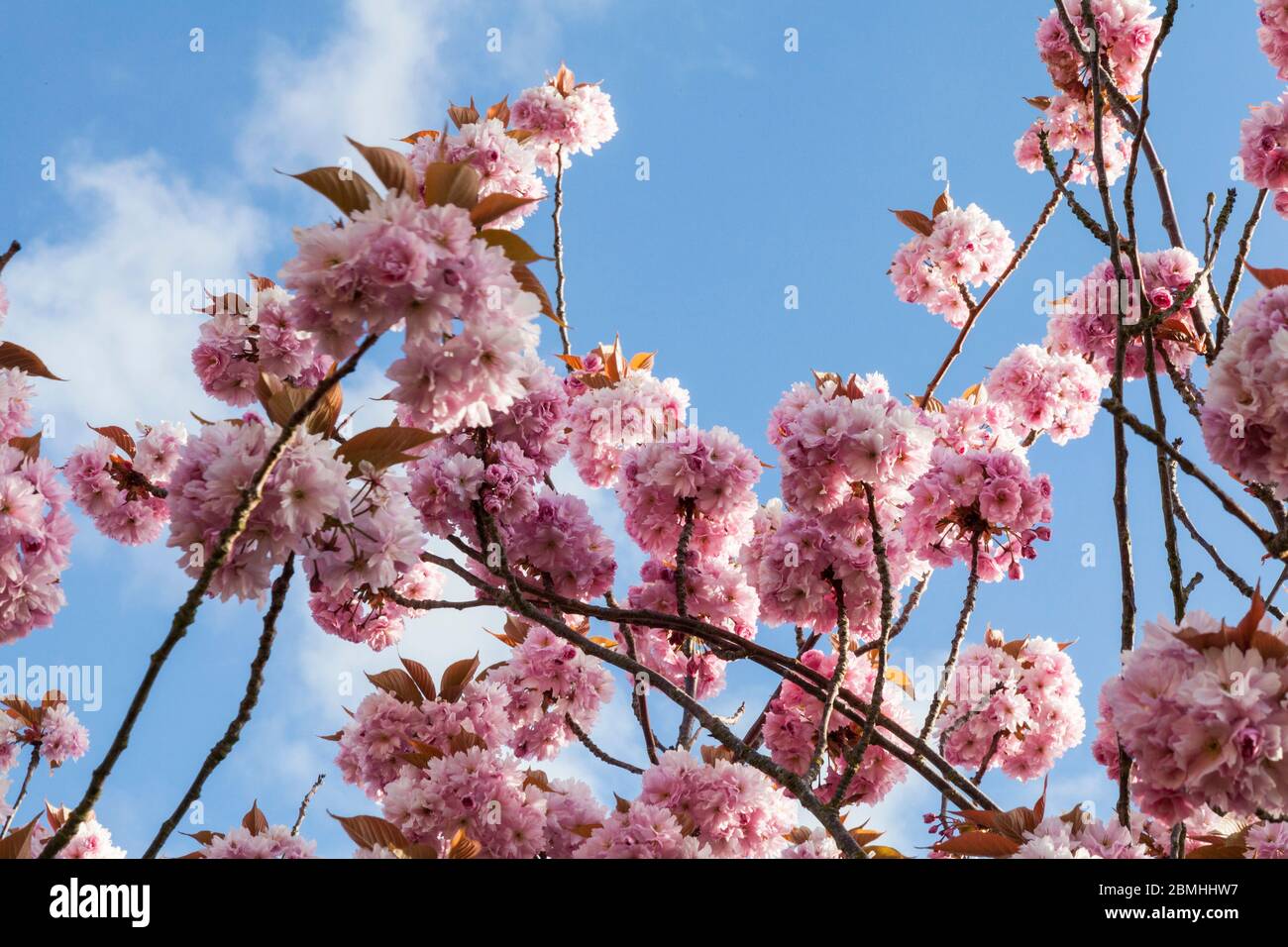 Close up of a cherry blossom tree with a blue sky background Stock ...
