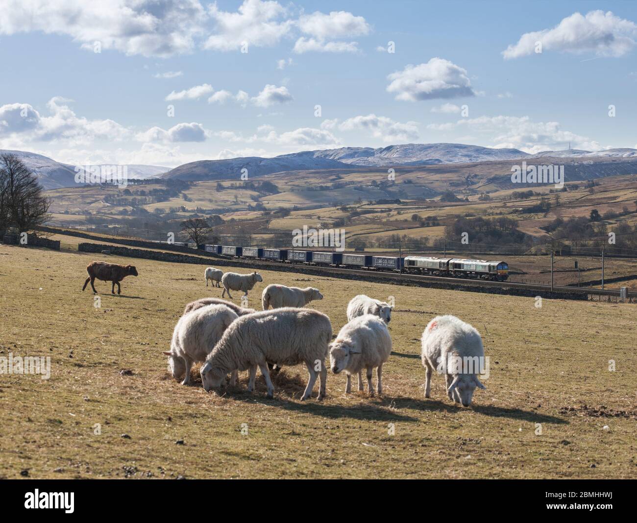 Class 66 diesel locomotives hi res stock photography and images alamy