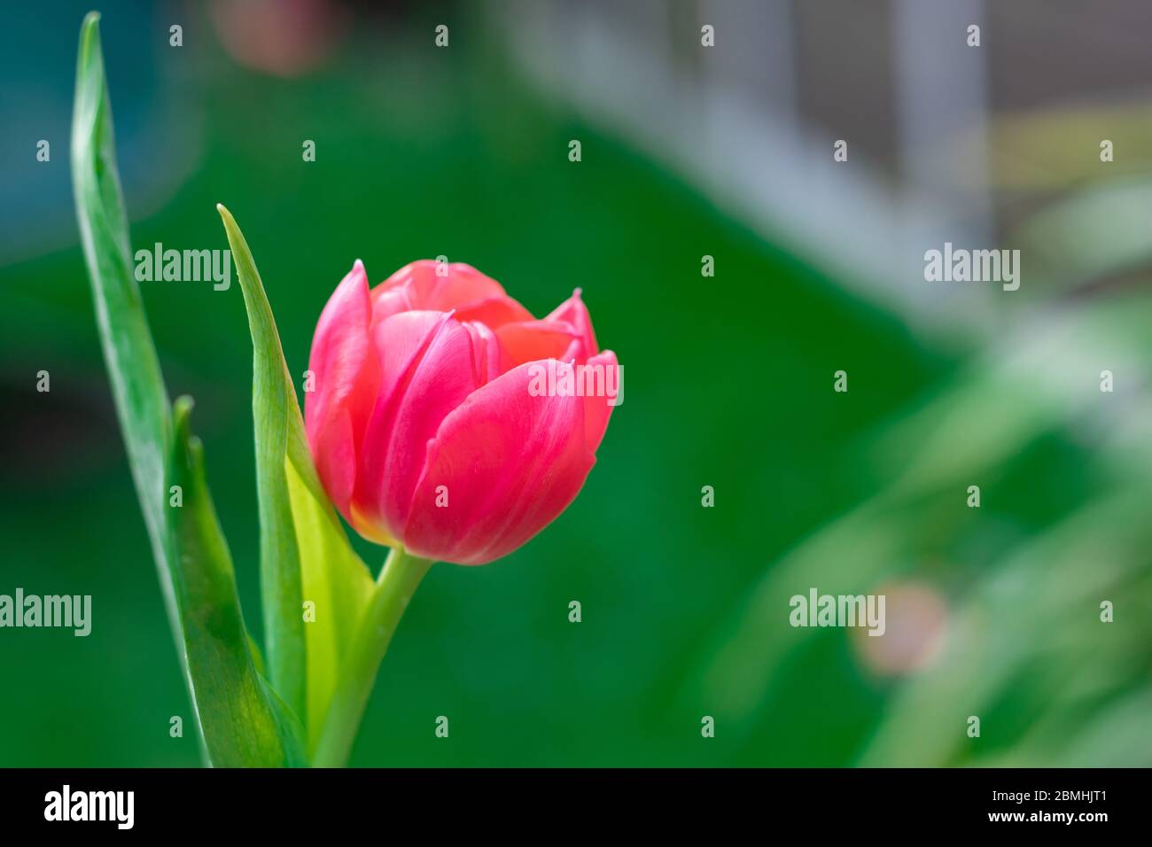 Delicate small flowers hi-res stock photography and images - Alamy