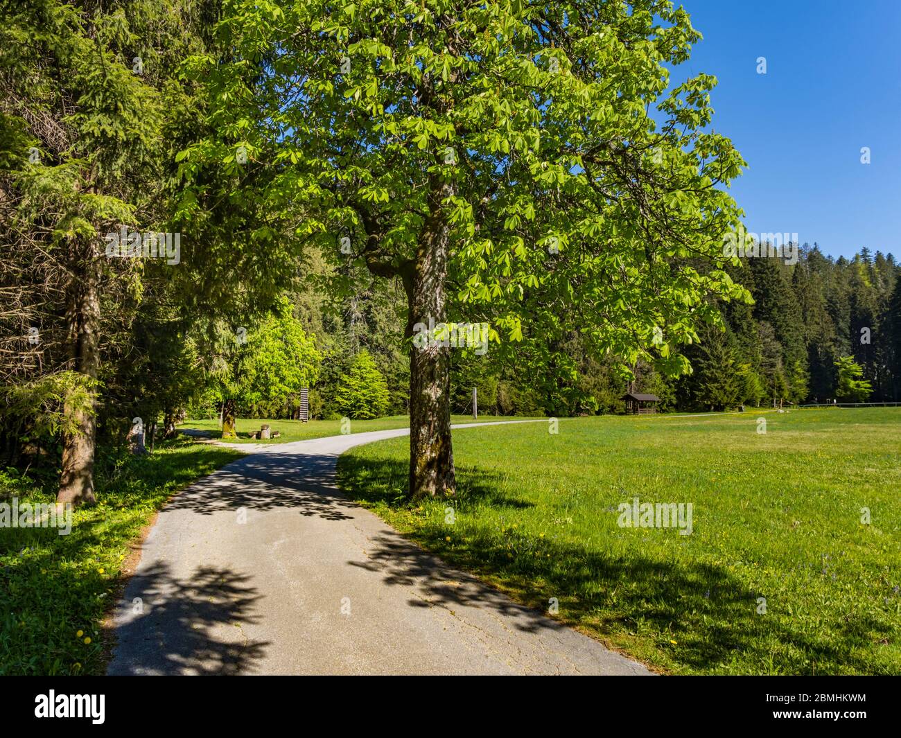 Country-road countryroad Preserved forest resort Golubinjak near Lokve Croatia Europe Stock Photo