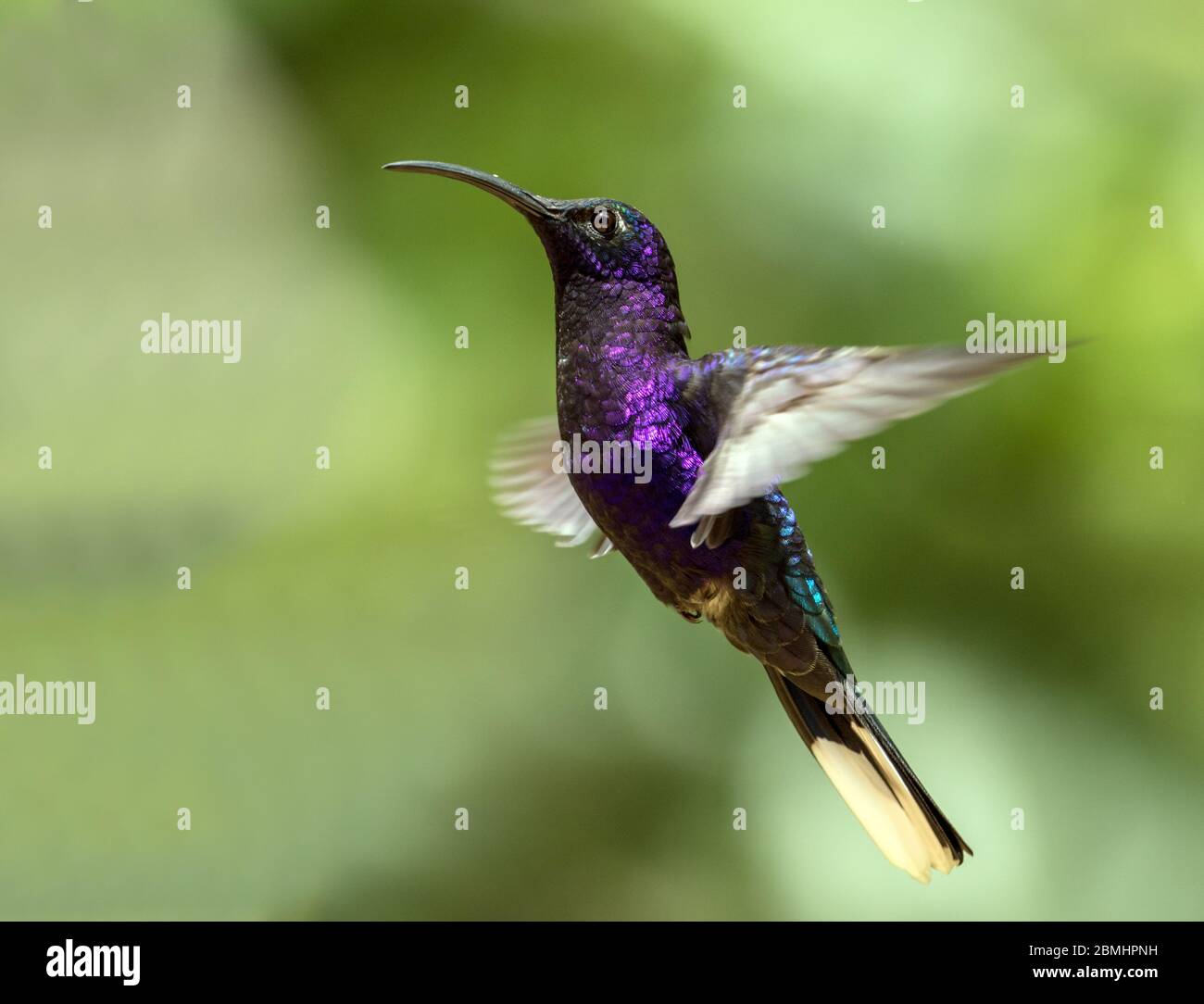 Closeup of Violet Sabrewing hummingbird in flight, Panama.Scientific name of this bird is Campylopterus hemileucurus.Range Mexico to Costa Rica,Panama Stock Photo