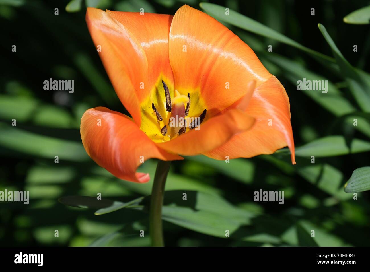 Close-up of wilting orange tulip with stamen and pollen Stock Photo