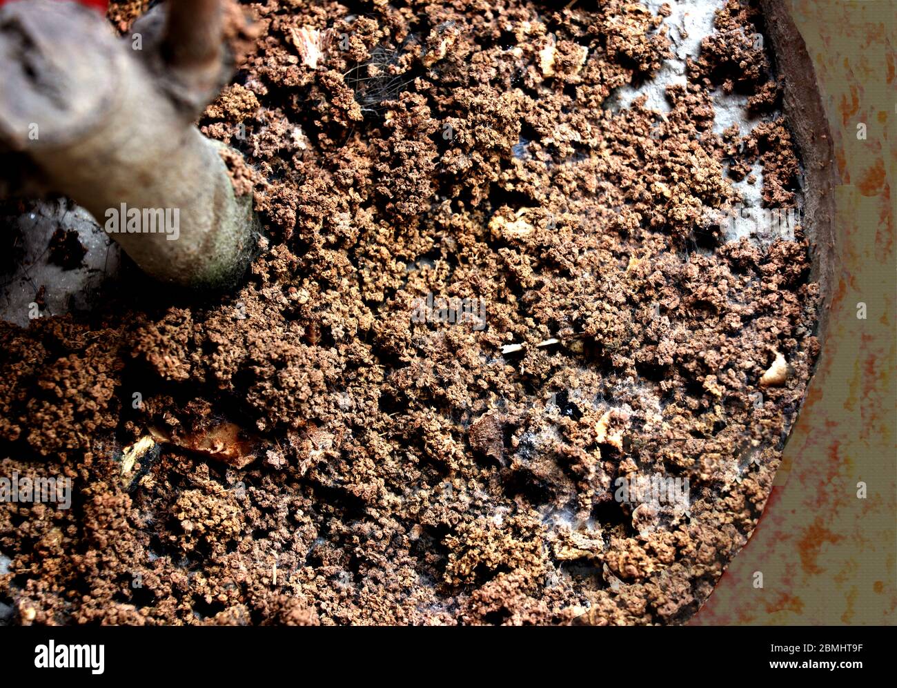 Use of tea leaves as fertilizer in Bangladesh, result is very good