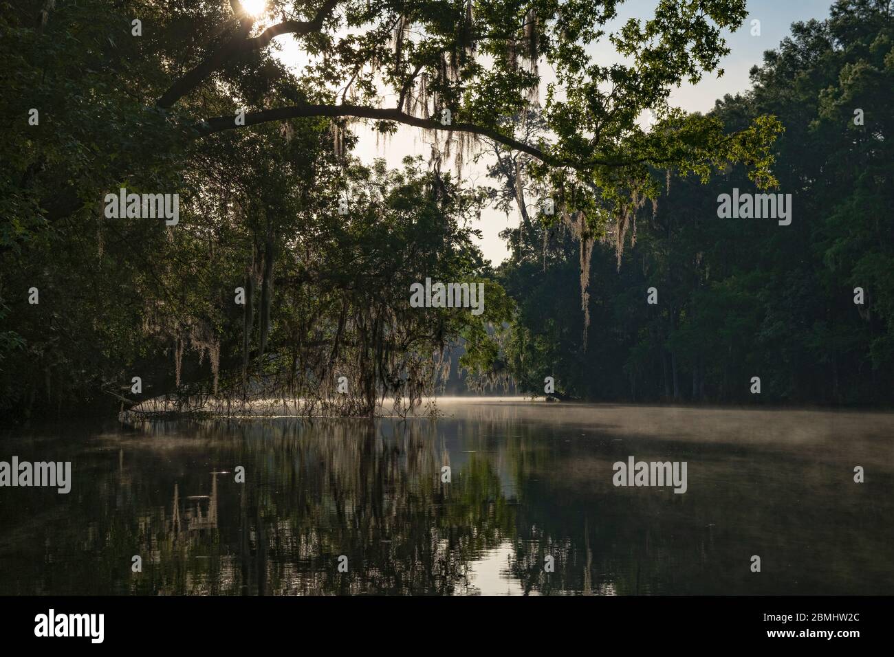 Morning light on the scenic Withlacoochee River. A long windy Florida waterway. Mist rises off the water into the trees draped in Spanish moss. North Stock Photo