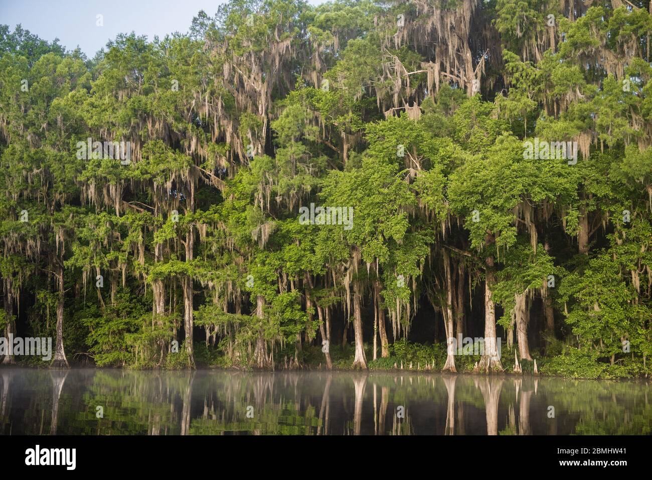 Cypress trees drapped in Spanish moss, Cypress knees and other vegetation along the bank of the Withlacoochee River. Dunnellon, Florida. Marion County Stock Photo