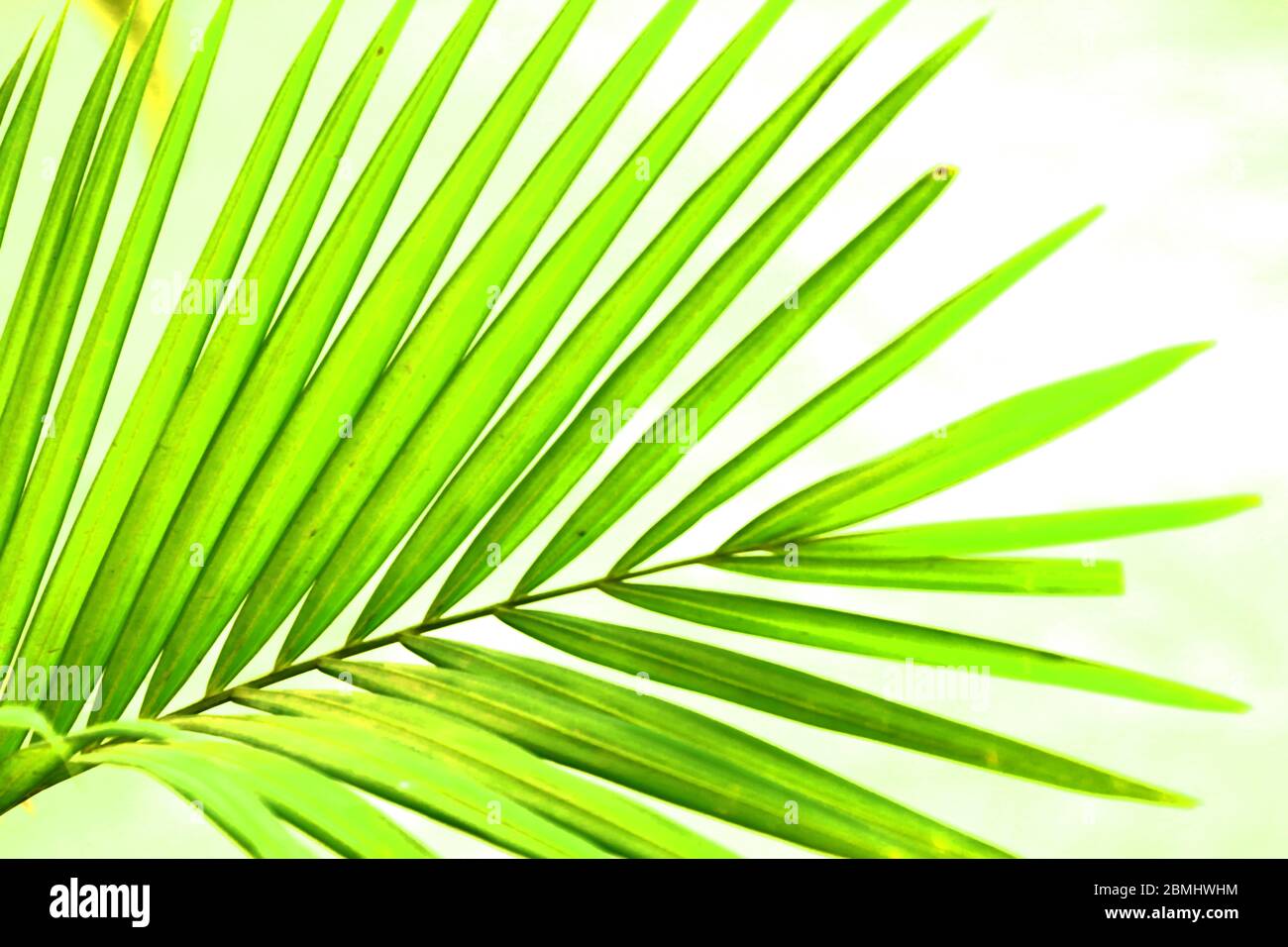 Green yellow color pinnately biology leaf of Macarthurs palm tree on white background in sunlighht. Stock Photo
