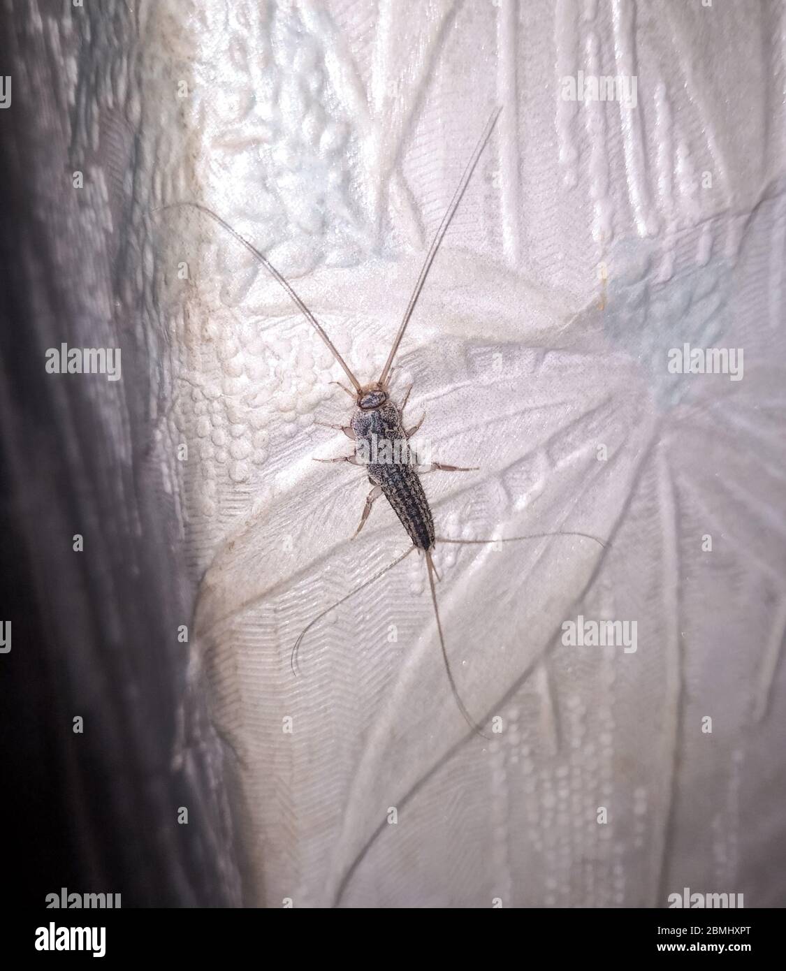 Insect silverfish on old wallpaper. paper pest. Stock Photo