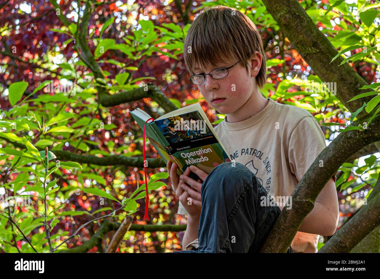 Young Boy sitting in a Tree reading a Book Stock Photo