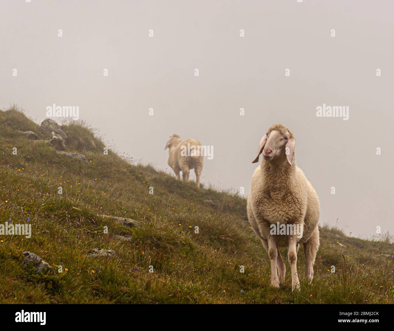 Sheep in the foggy Mountains of the Stubaivalley near Neustift im Stubaital, Austria Stock Photo