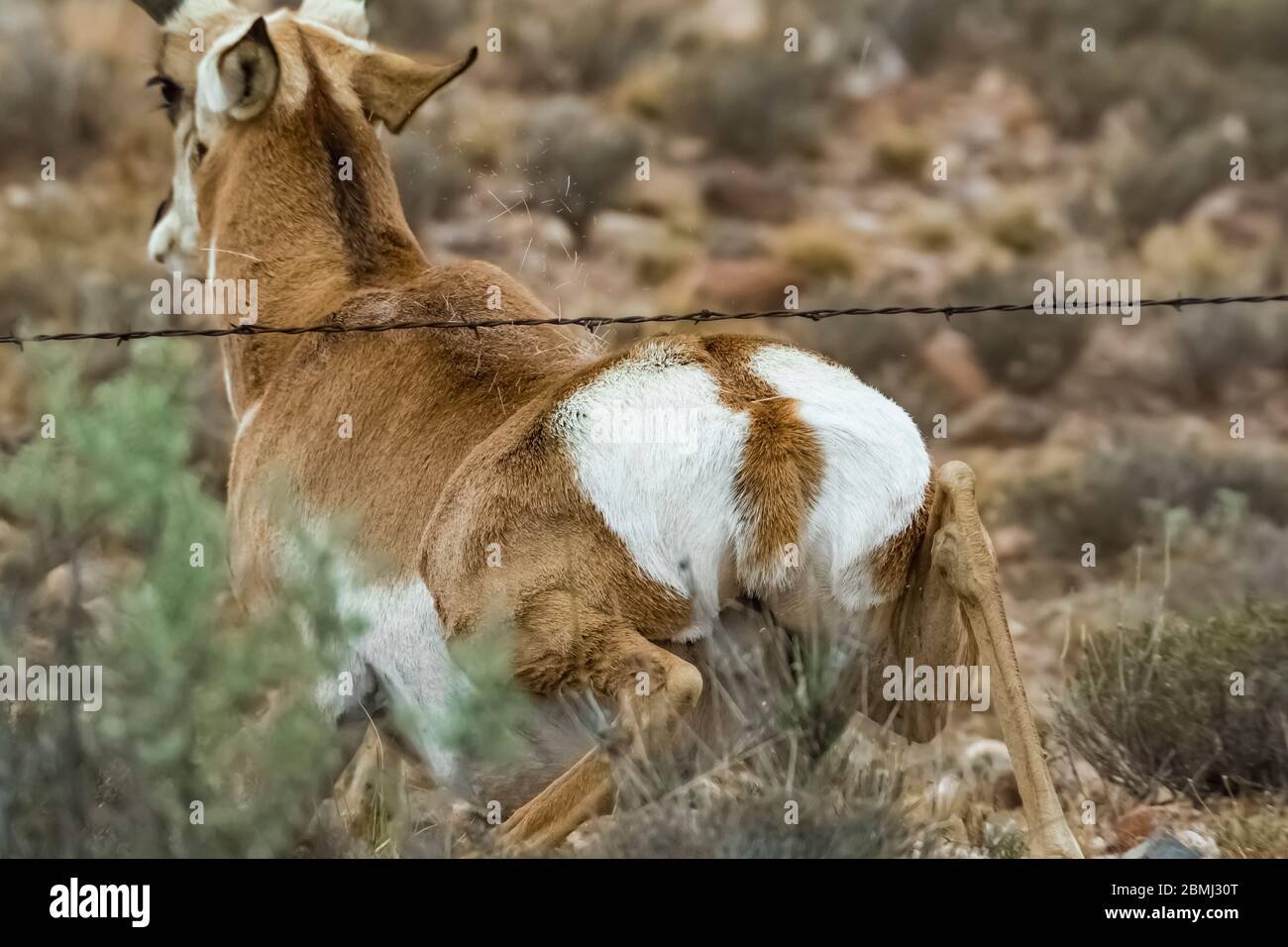 Pronghorn, Antilocapra americana, squeezing under barbed wire fence, scraping its back with hair airborne, near City of Rocks State Park, New Mexico, Stock Photo