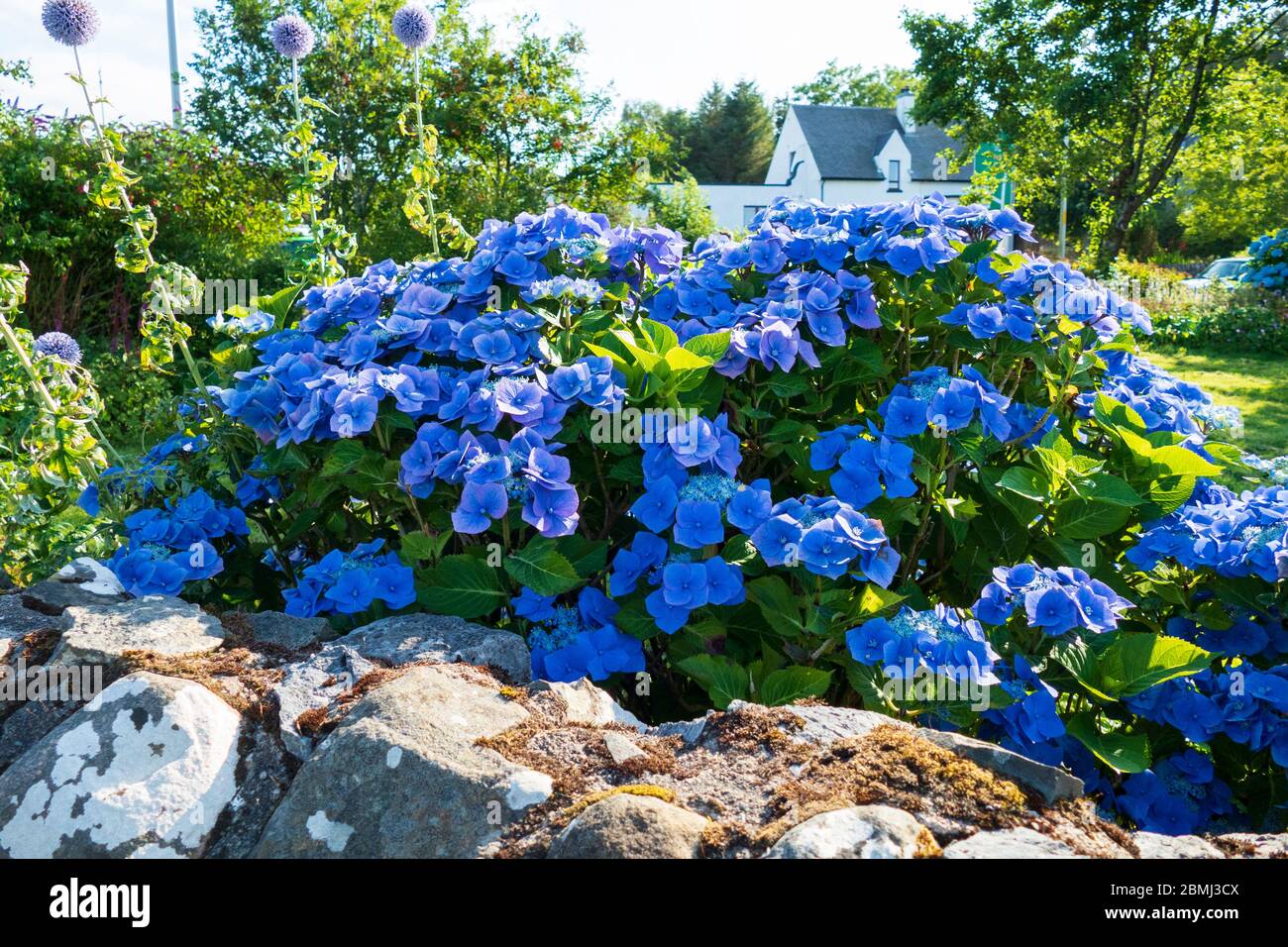Hortensie mit blau lila farbenen Blüten Stock Photo