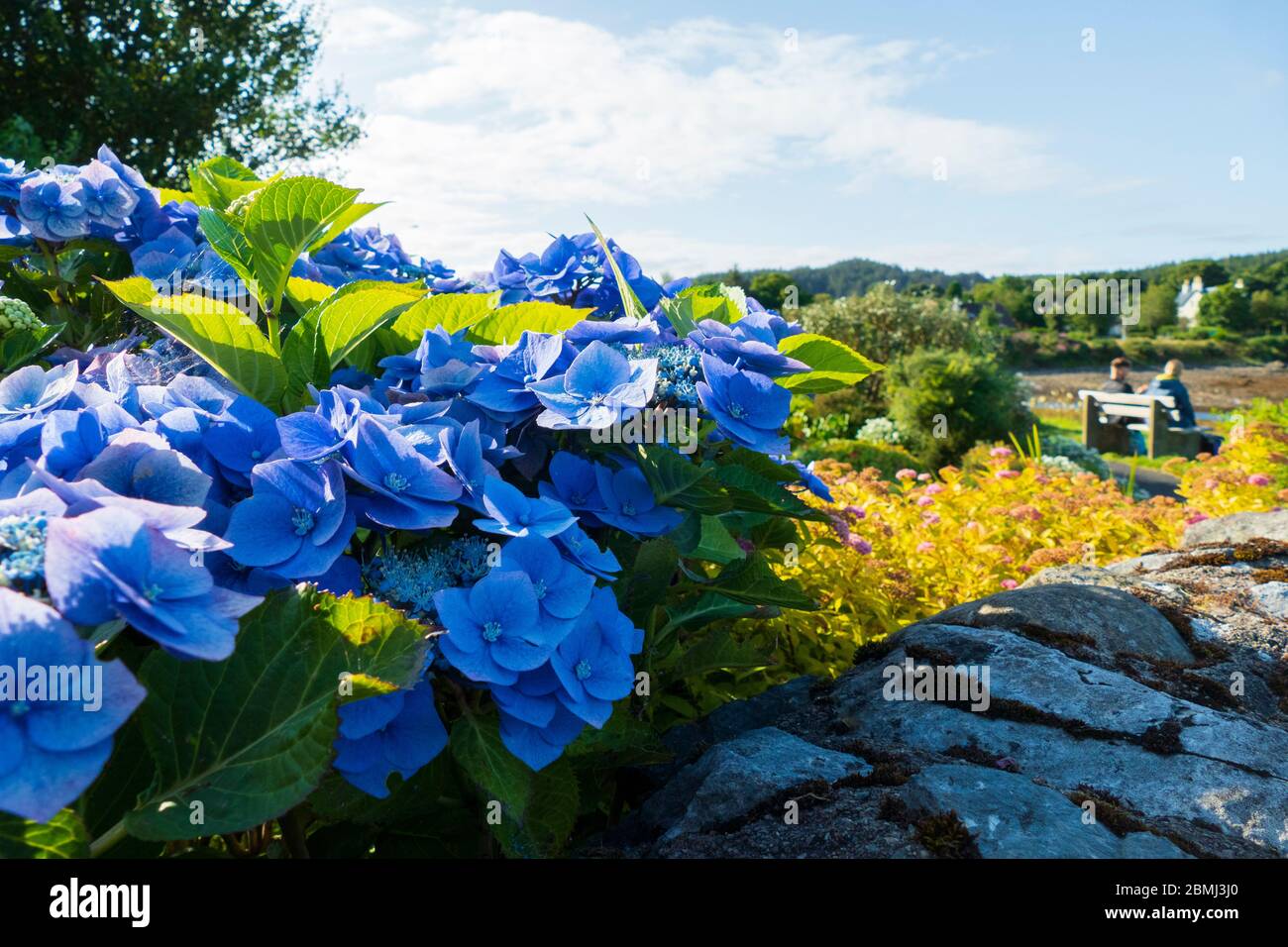 Hortensie mit blau lila farbenen Blüten Stock Photo