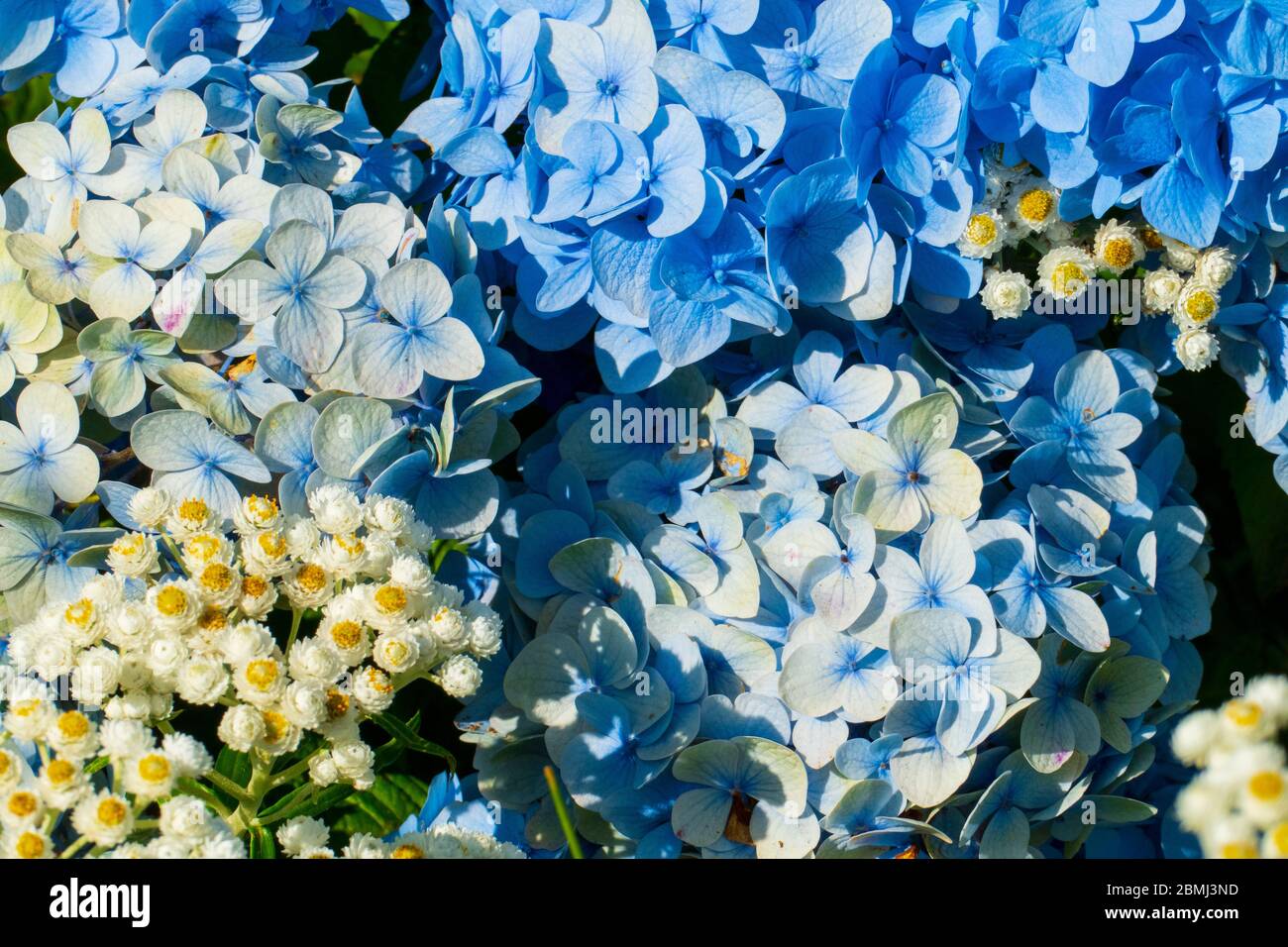 Hortensie mit blau lila farbenen Blüten Stock Photo