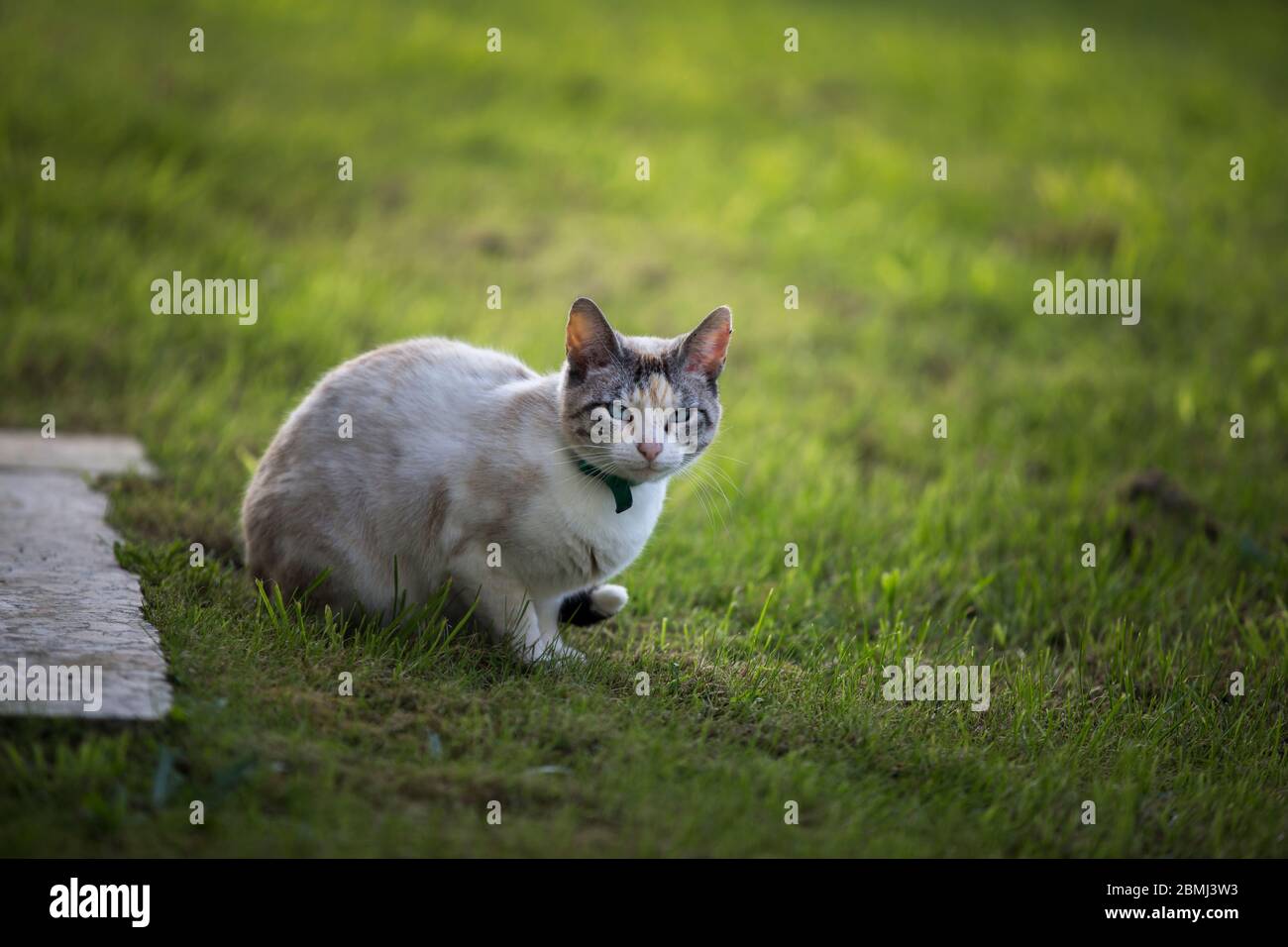 Kitty Kitty model hi-res stock photography and images - Page 2 - Alamy