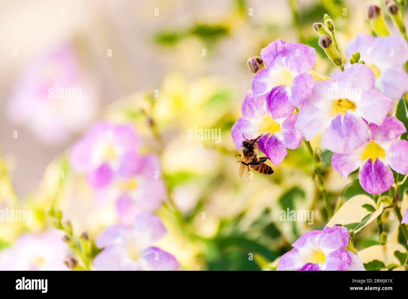 A lonely cuban honey bee working in a garden. Stock Photo