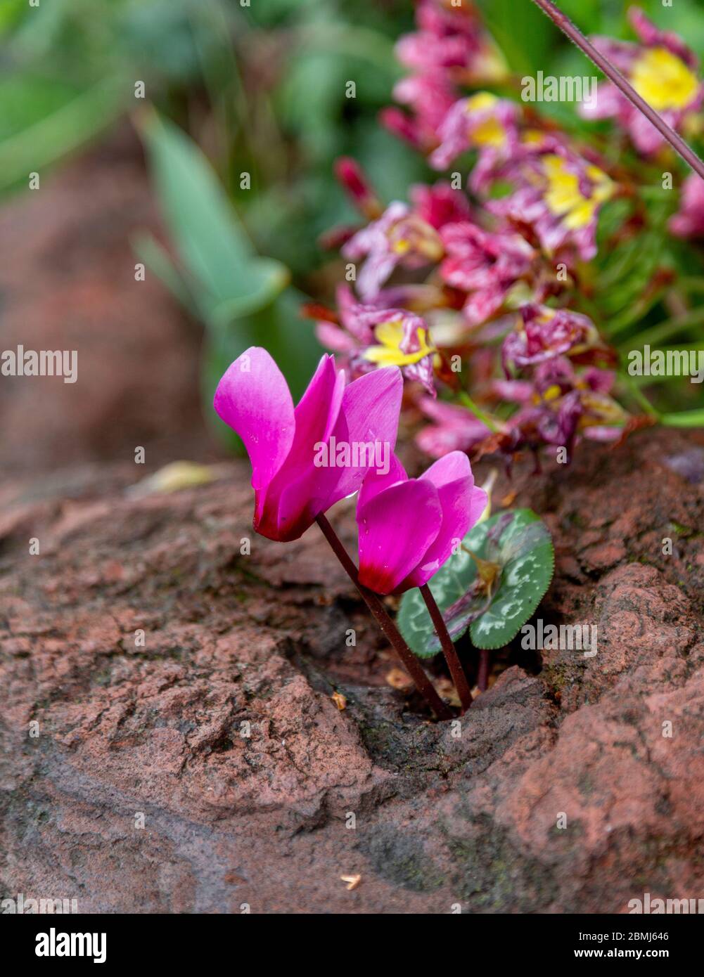 Flowers growing out of a rock hi-res stock photography and images - Alamy