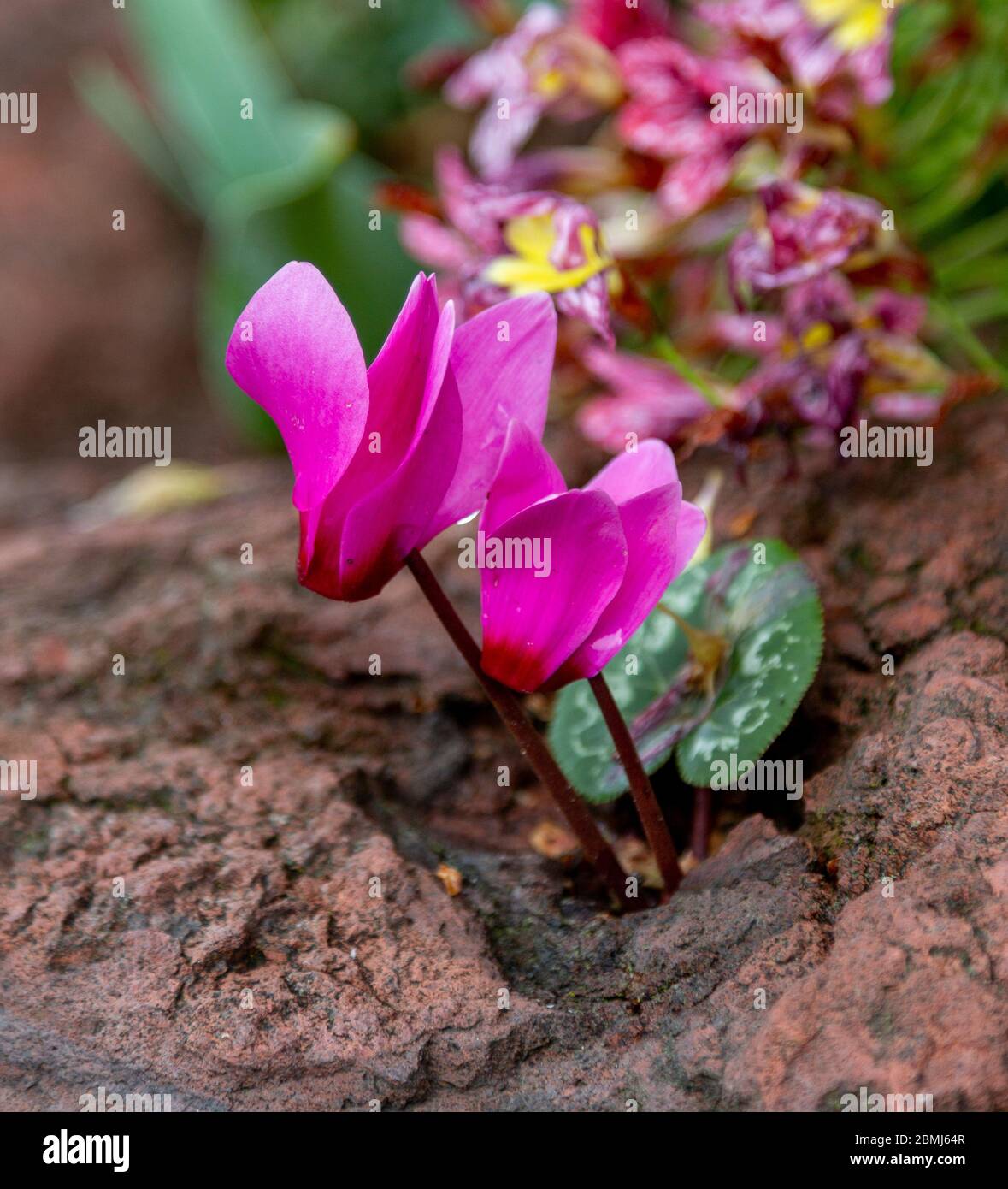 Flowers growing out of a rock hi-res stock photography and images - Alamy
