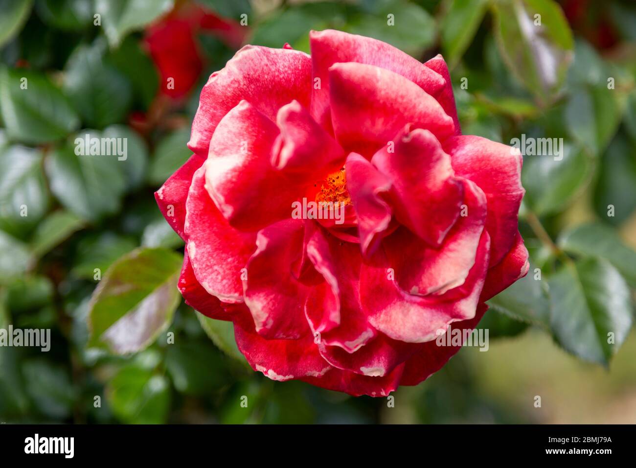 A closeup macro photo of a  single red and white bi-colored rose set against a blurry green background. Stock Photo
